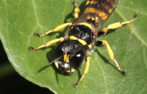 Réf. 348 035 : Ectemnius cephalotes